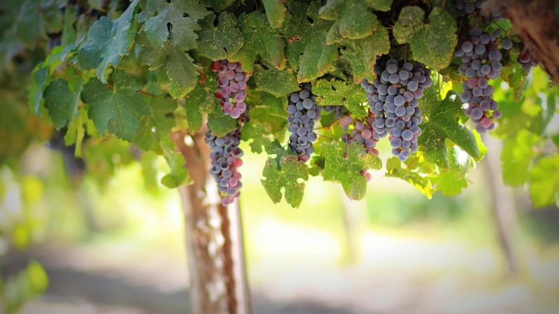 Fruit Cultivation
