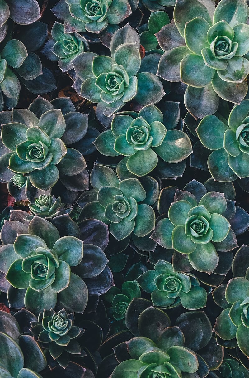 Vertical Gardens