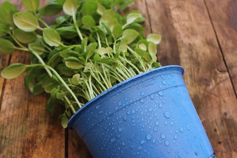 Indoor Gardening