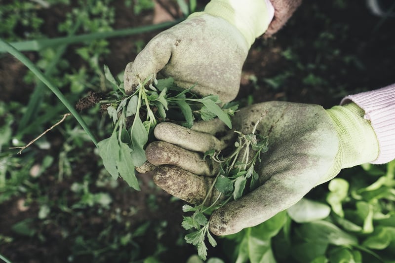 Community Gardens