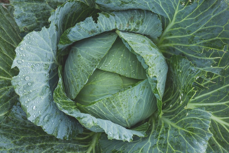Vegetable Garden